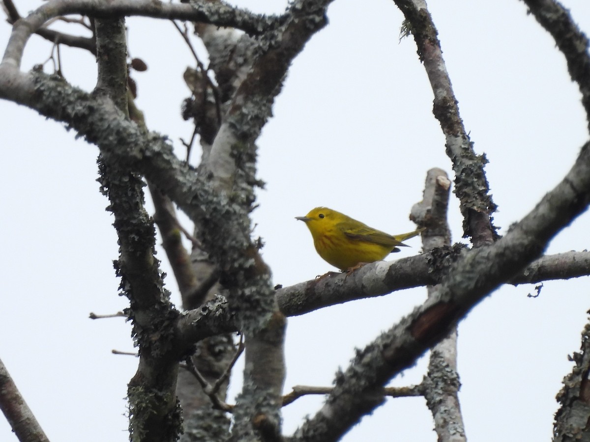 Yellow Warbler - Mark Stevens