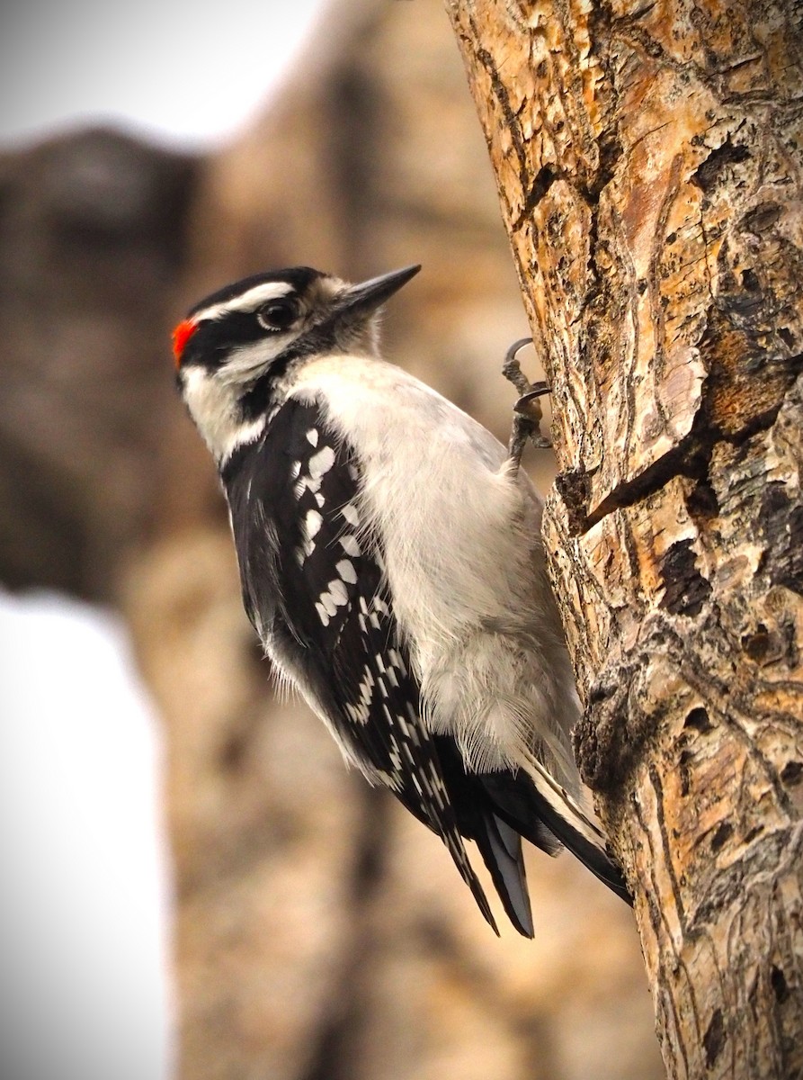 Downy Woodpecker - ML619537438