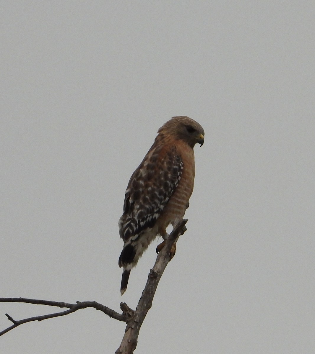 Red-shouldered Hawk - Doug Lithgow