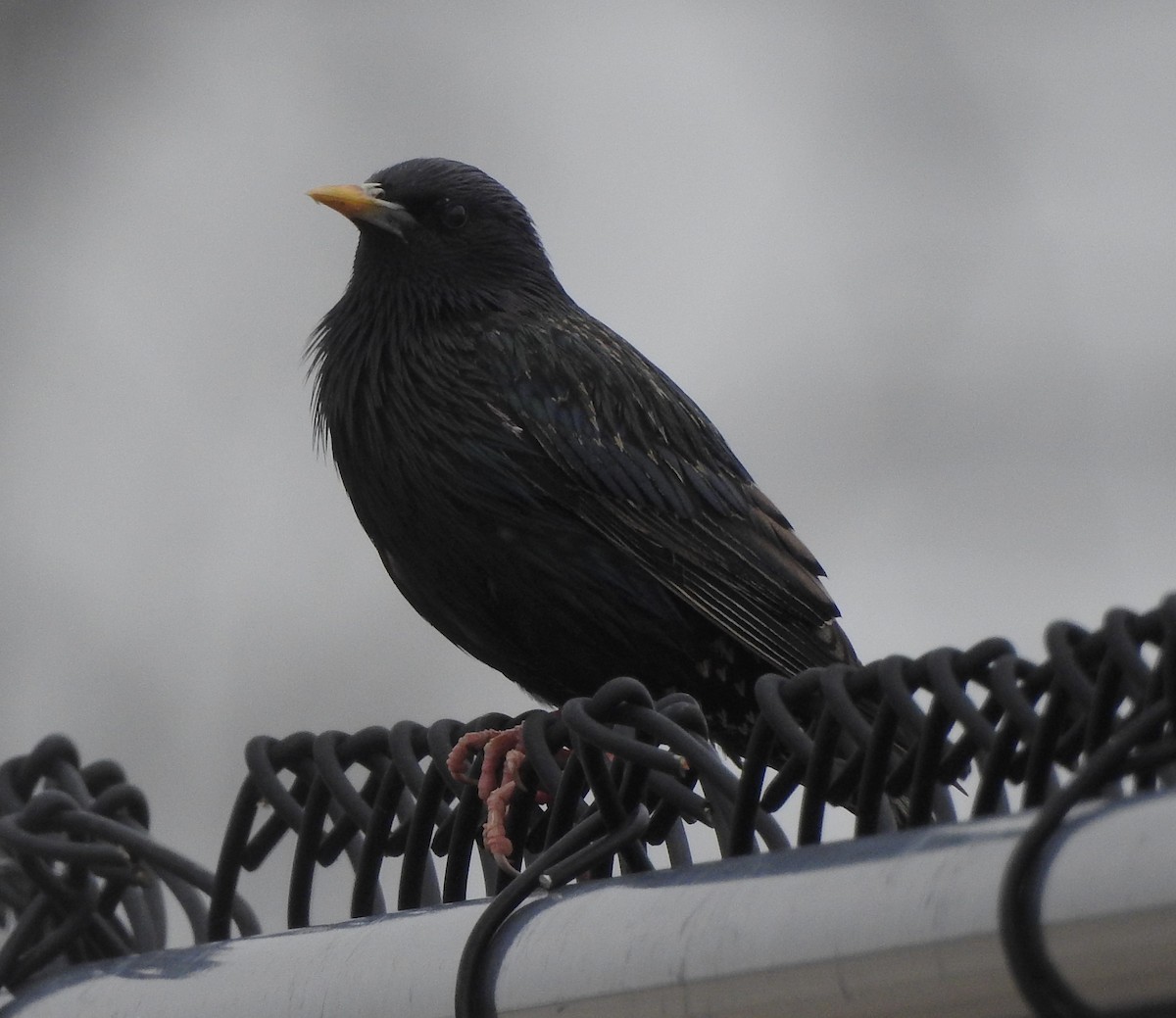 European Starling - Pamela Goolsby