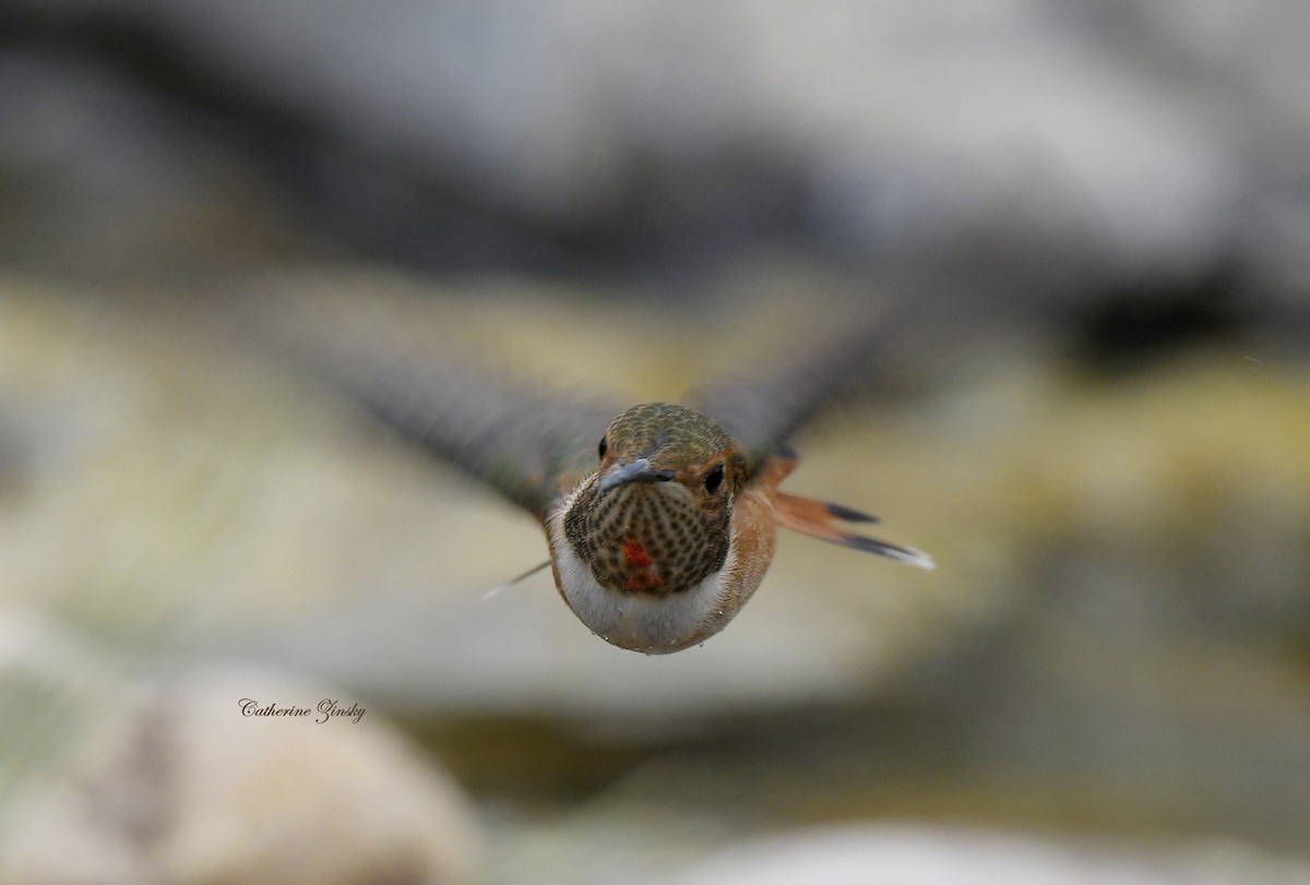 Allen's Hummingbird - Catherine Zinsky