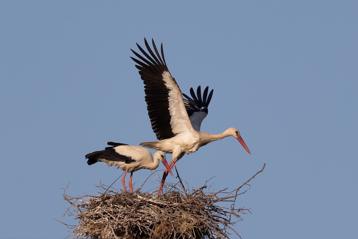 White Stork - Nikos Mavris