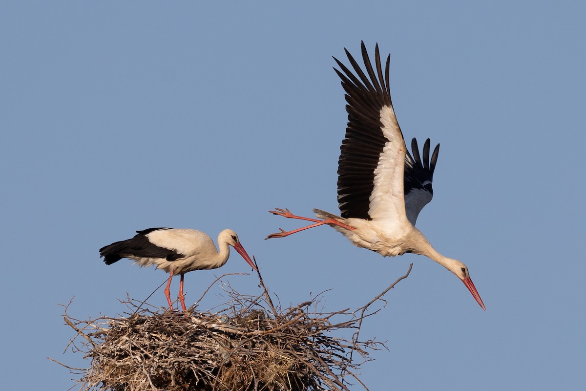 White Stork - ML619537448