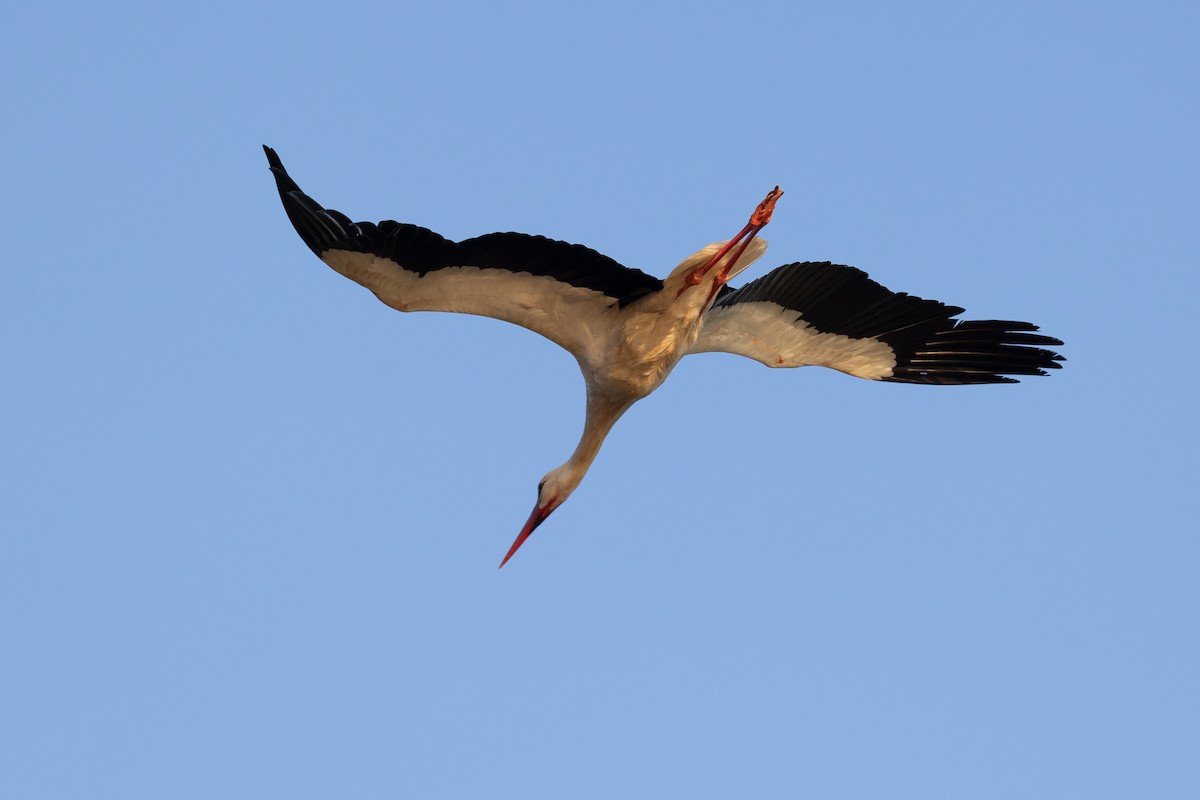 White Stork - Nikos Mavris