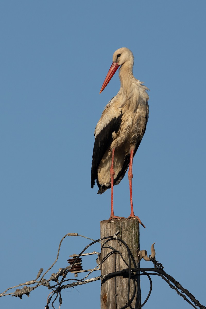 White Stork - Nikos Mavris