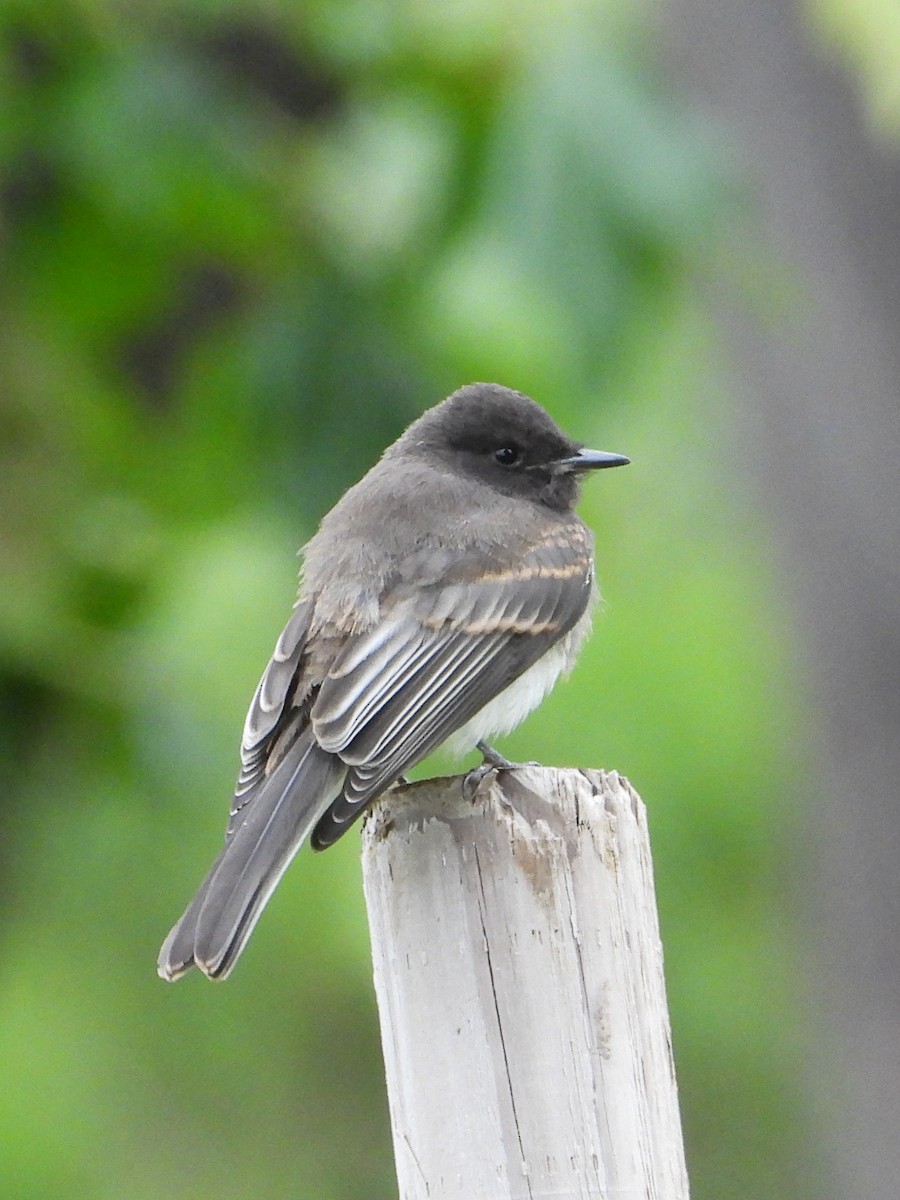 Black Phoebe - Doug Lithgow