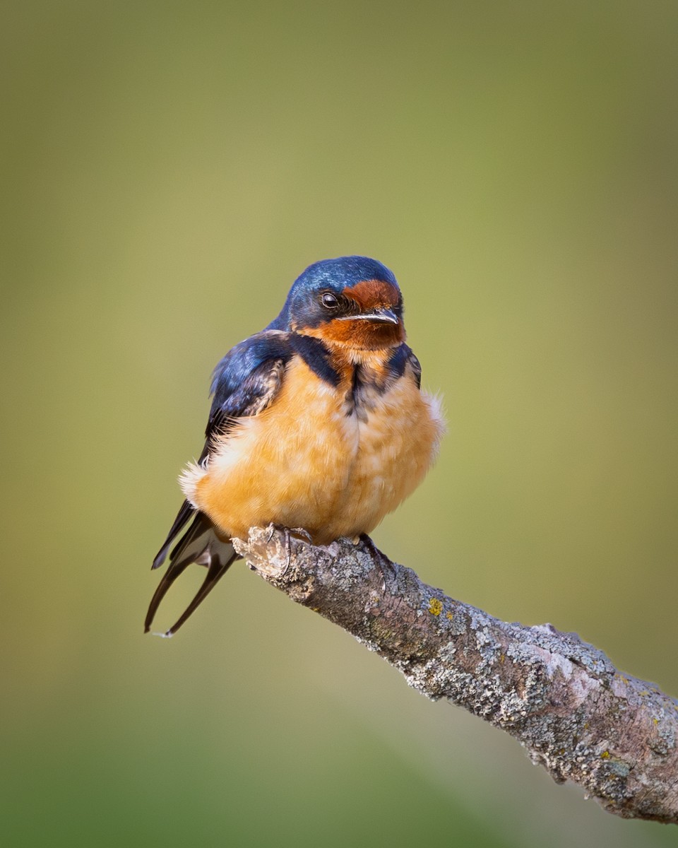 Barn Swallow - Mark Sak