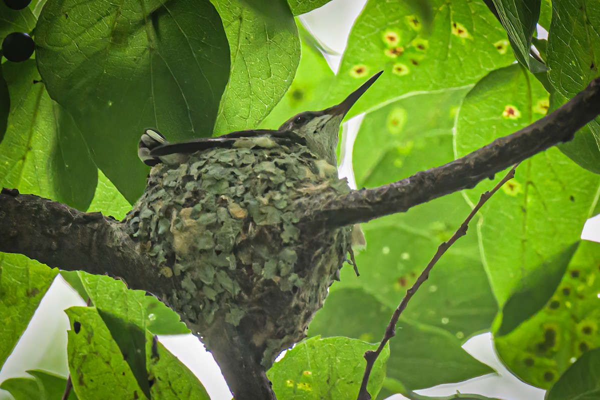 Black-chinned Hummingbird - Janet Hix