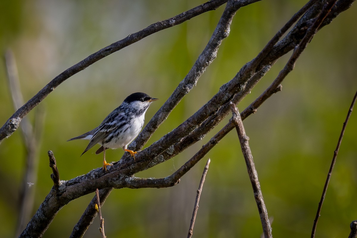 Blackpoll Warbler - Mark Sak