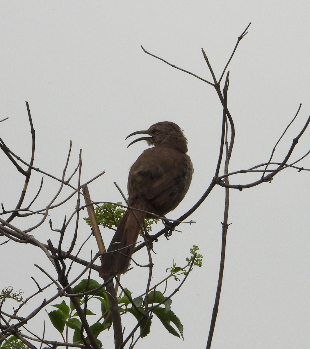 California Thrasher - Doug Lithgow