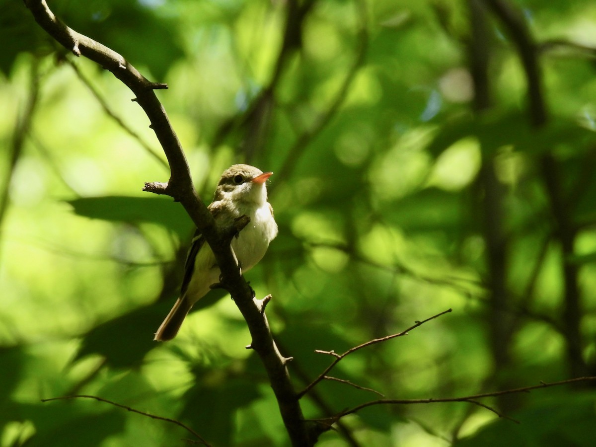 Acadian Flycatcher - Susan Cole