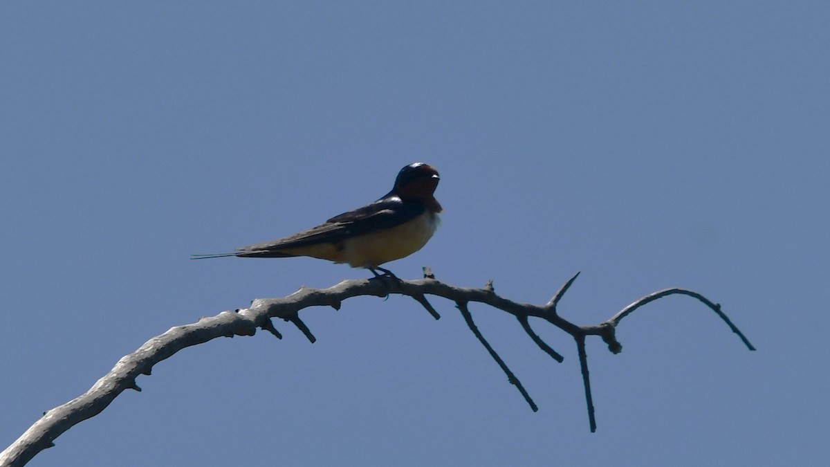 Barn Swallow - Bob Baker