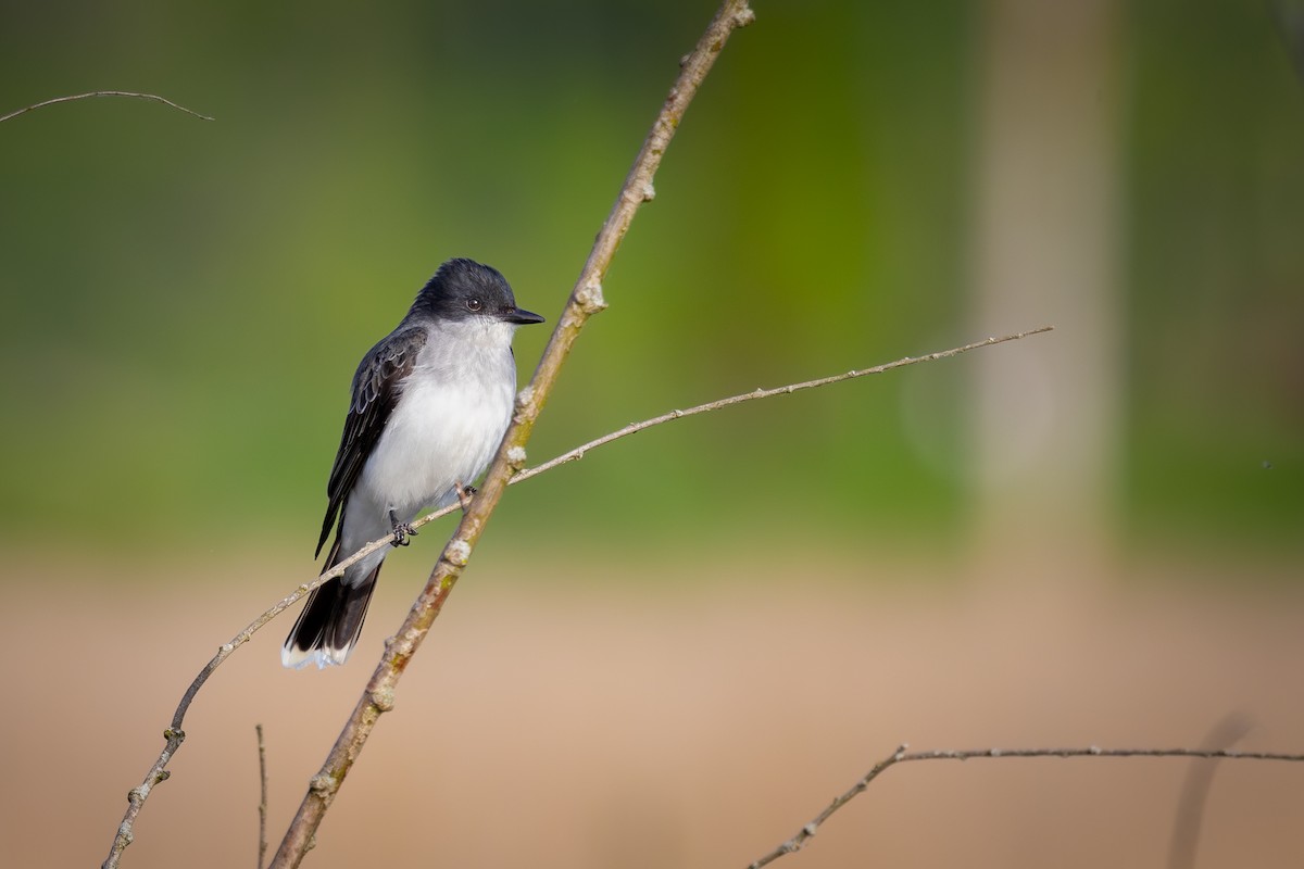 Eastern Kingbird - Mark Sak