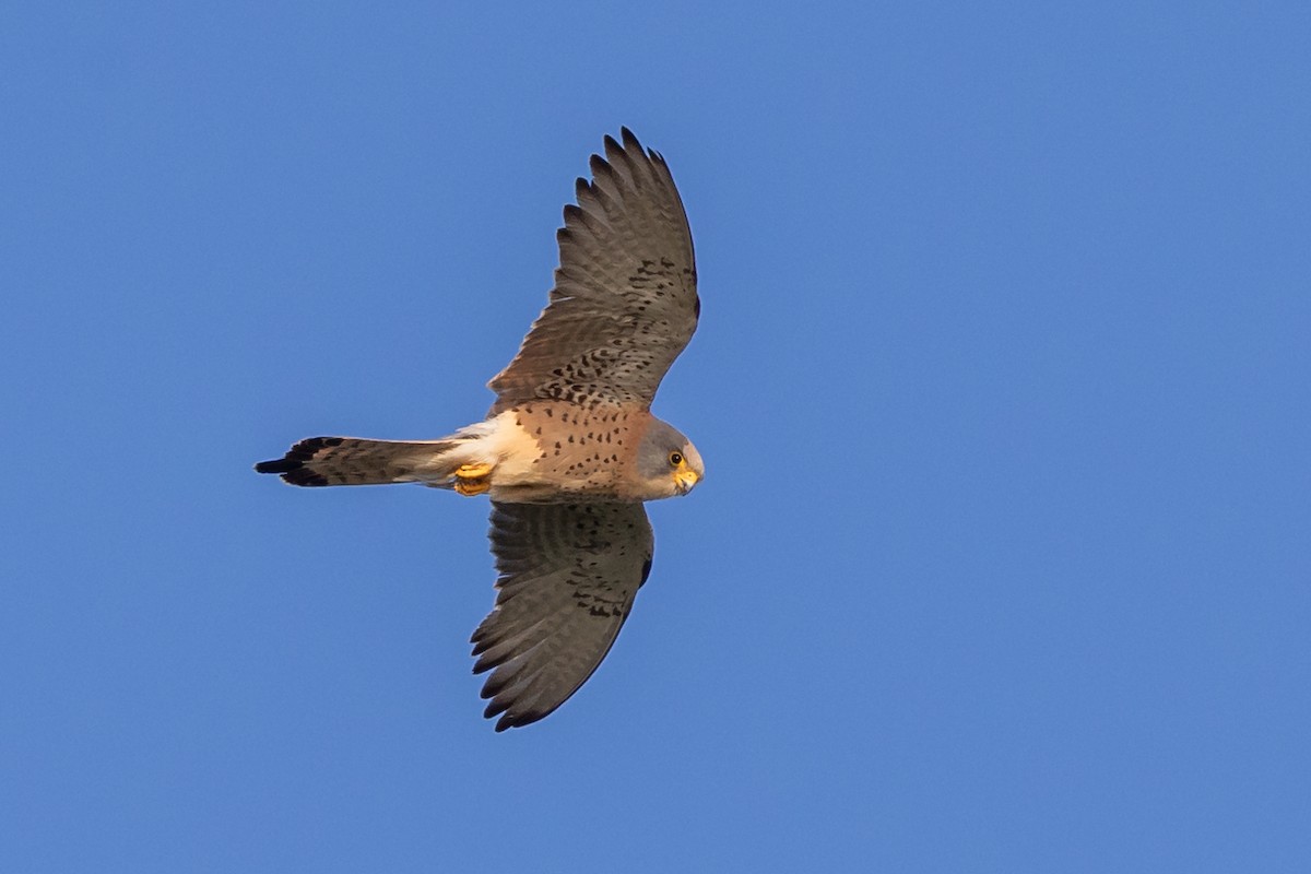 Lesser Kestrel - Nikos Mavris