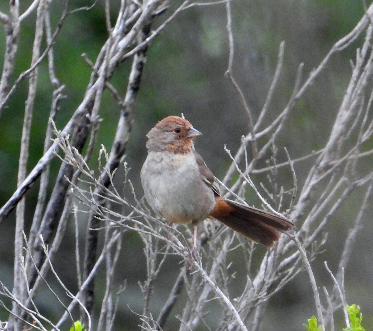 California Towhee - Doug Lithgow