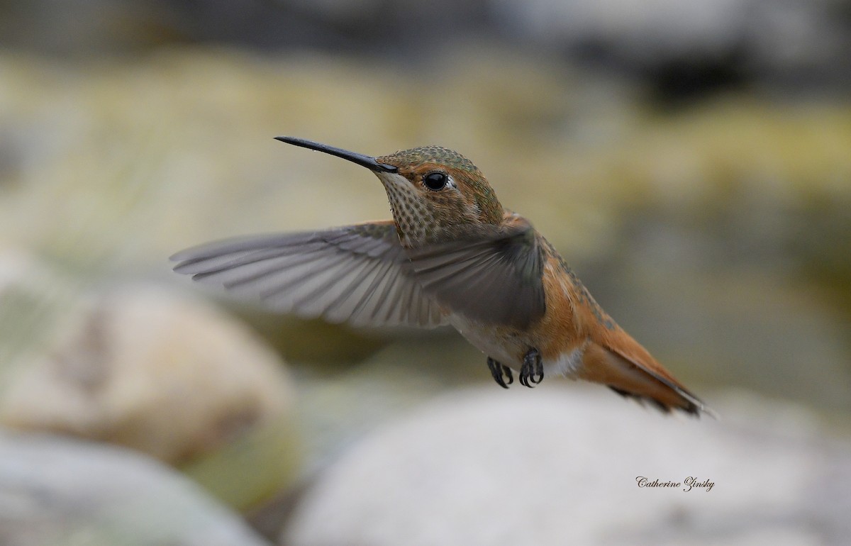 Allen's Hummingbird - Catherine Zinsky