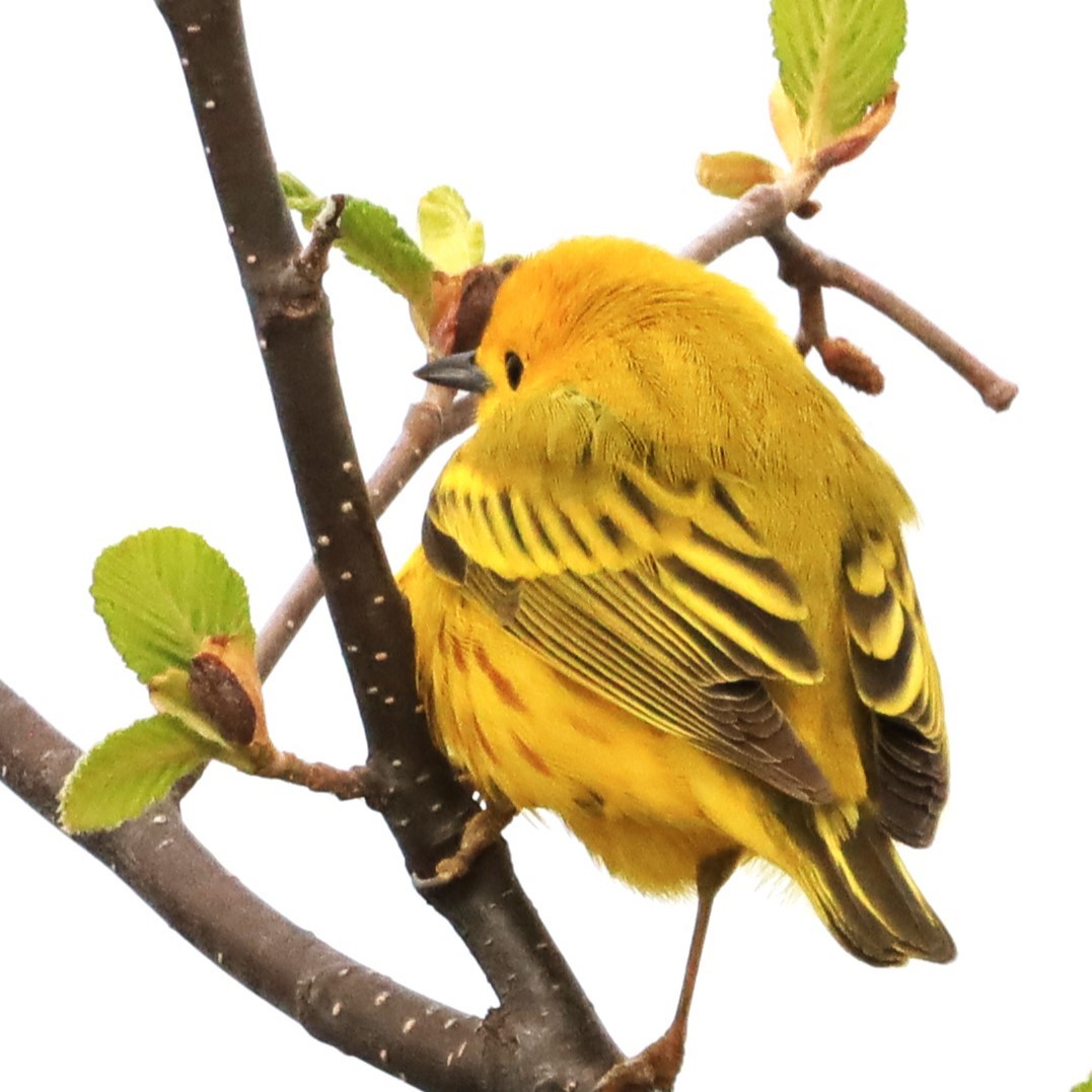 Yellow Warbler - Aarre Ertolahti