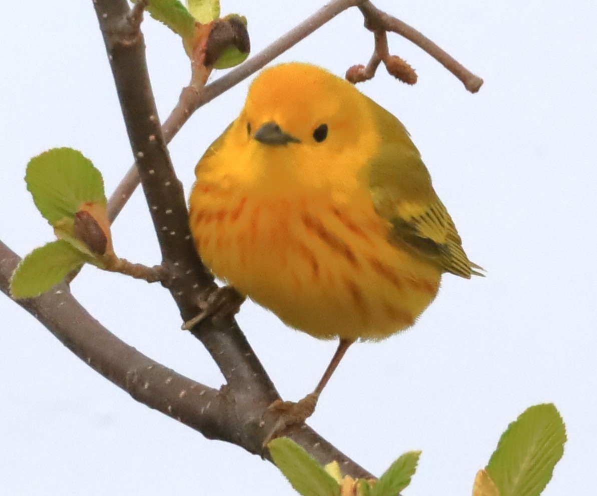 Yellow Warbler - Aarre Ertolahti