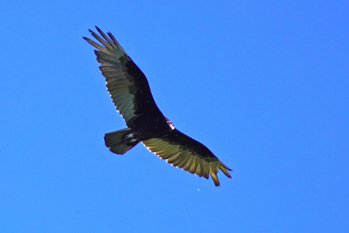 Turkey Vulture - Susan Iannucci