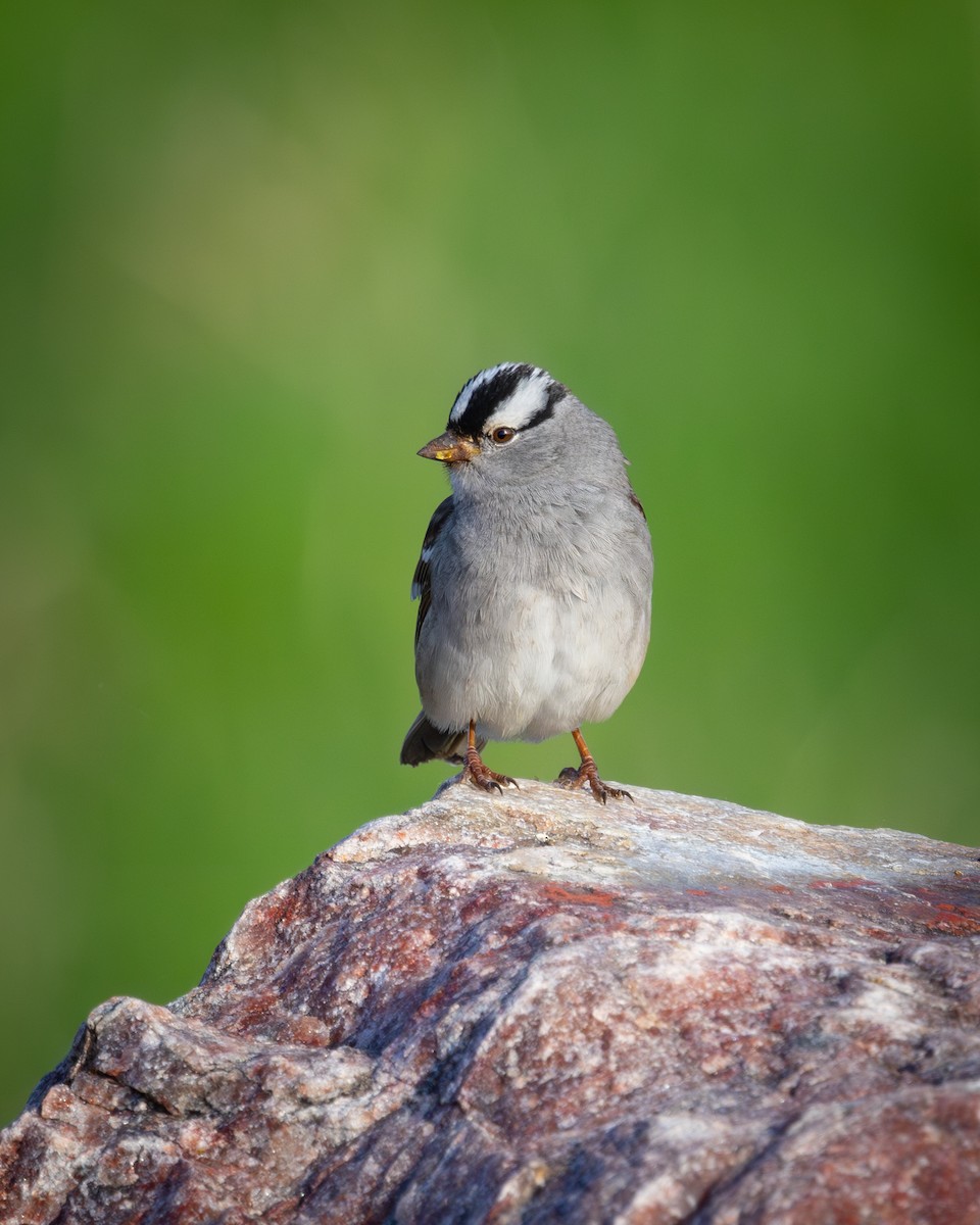 White-crowned Sparrow - Mark Sak