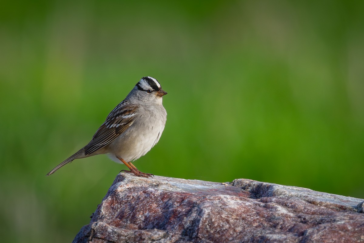 White-crowned Sparrow - Mark Sak