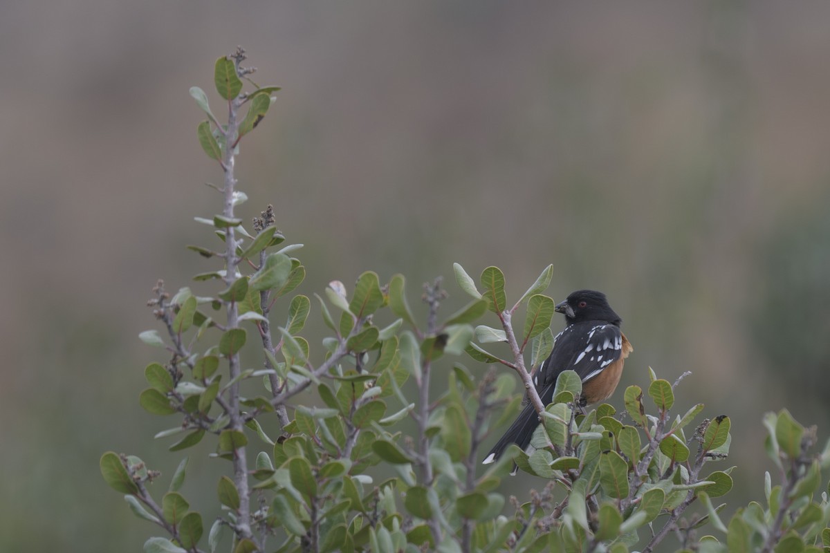 Spotted Towhee - Randy Harwood