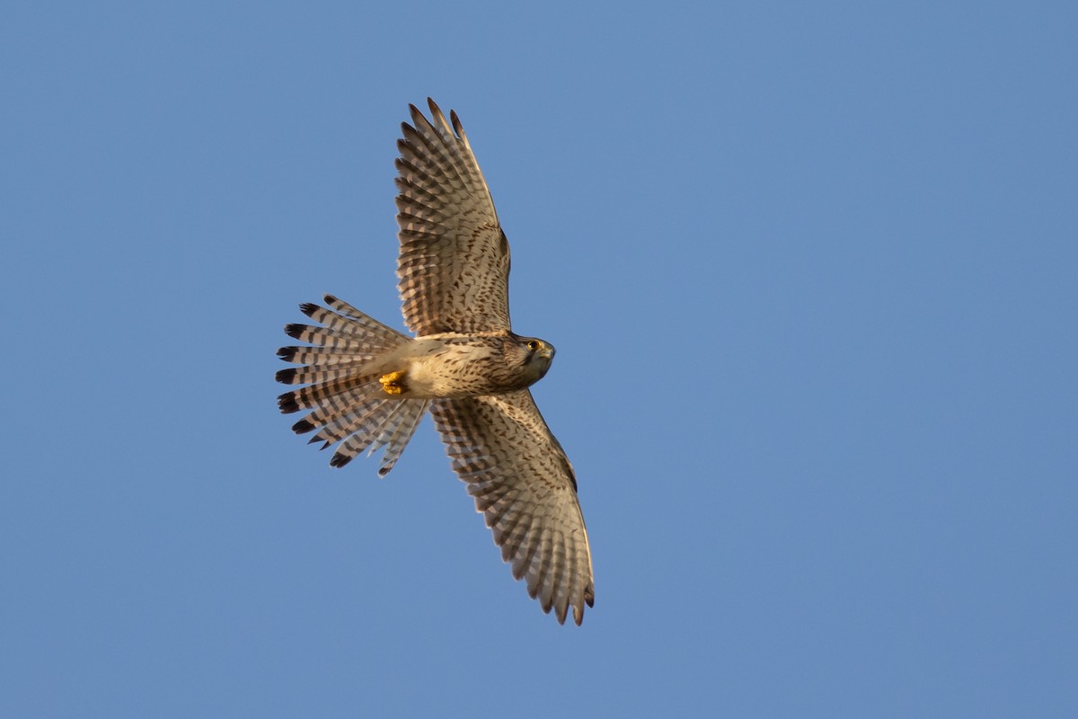 Eurasian Kestrel - ML619537491