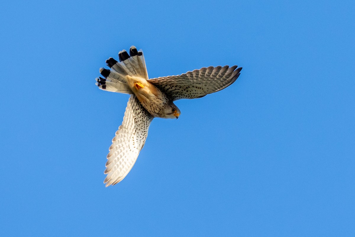 Eurasian Kestrel - ML619537492