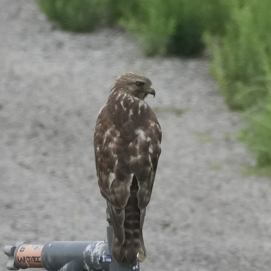 Red-shouldered Hawk - Charlene Fan