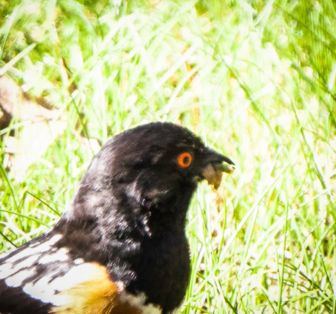 Spotted Towhee - Barry Mink