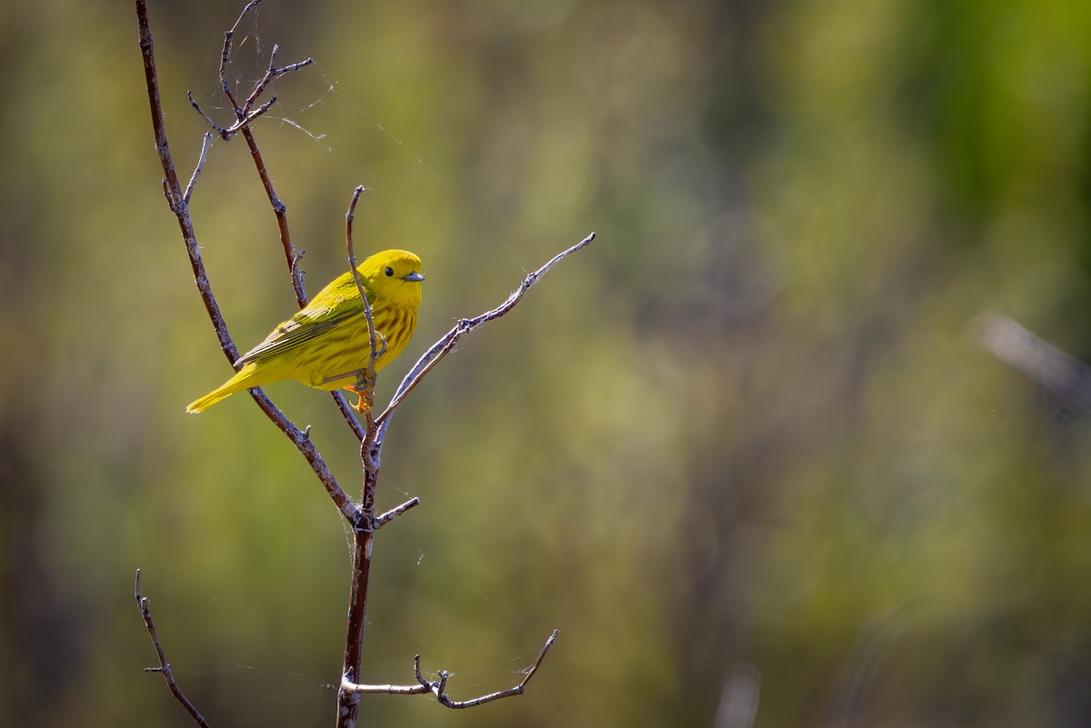 Yellow Warbler - Mark Sak