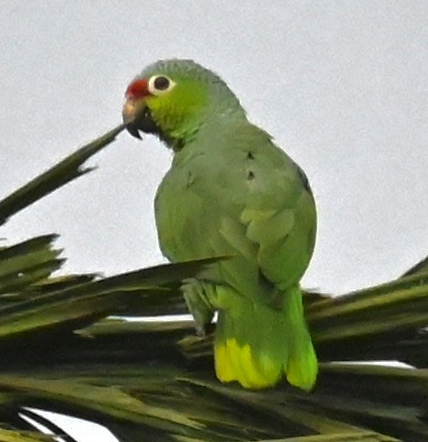 Red-lored Parrot - Nancy Blaze