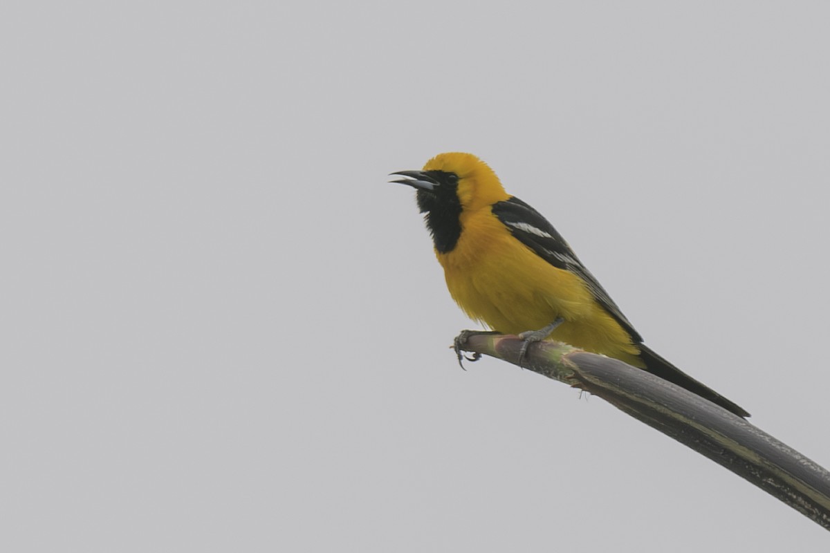 Hooded Oriole - Randy Harwood