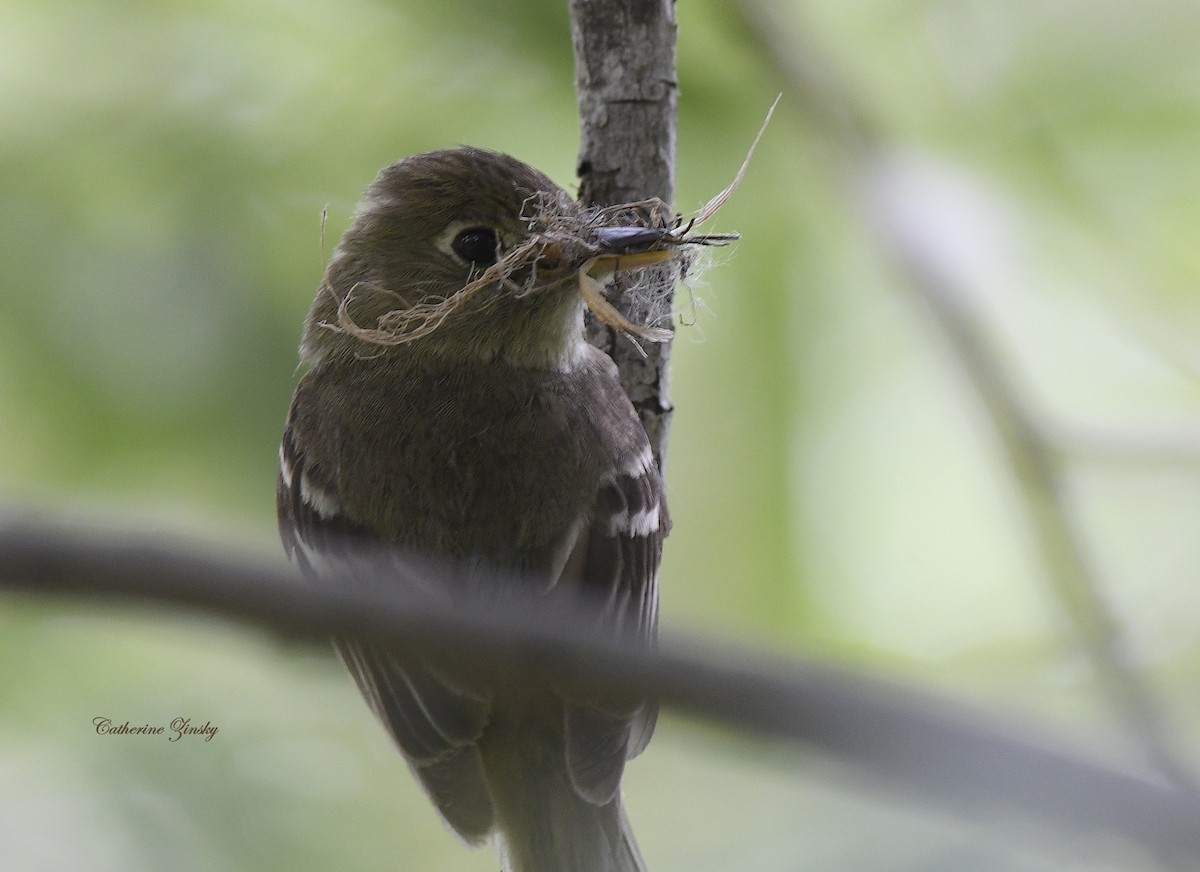 Western Flycatcher - Catherine Zinsky