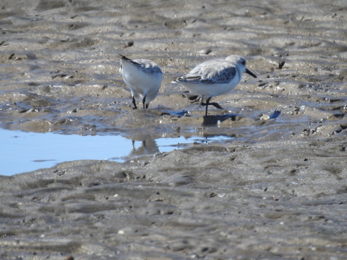 Bécasseau sanderling - ML619537520