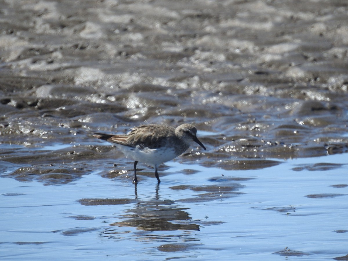 White-rumped Sandpiper - Eduardo Kucich