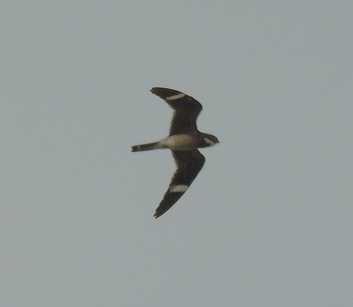 Common Nighthawk - Pamela Goolsby