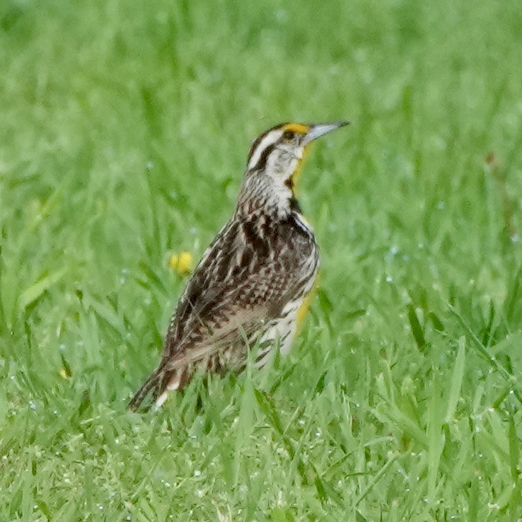 Eastern Meadowlark - Charlene Fan