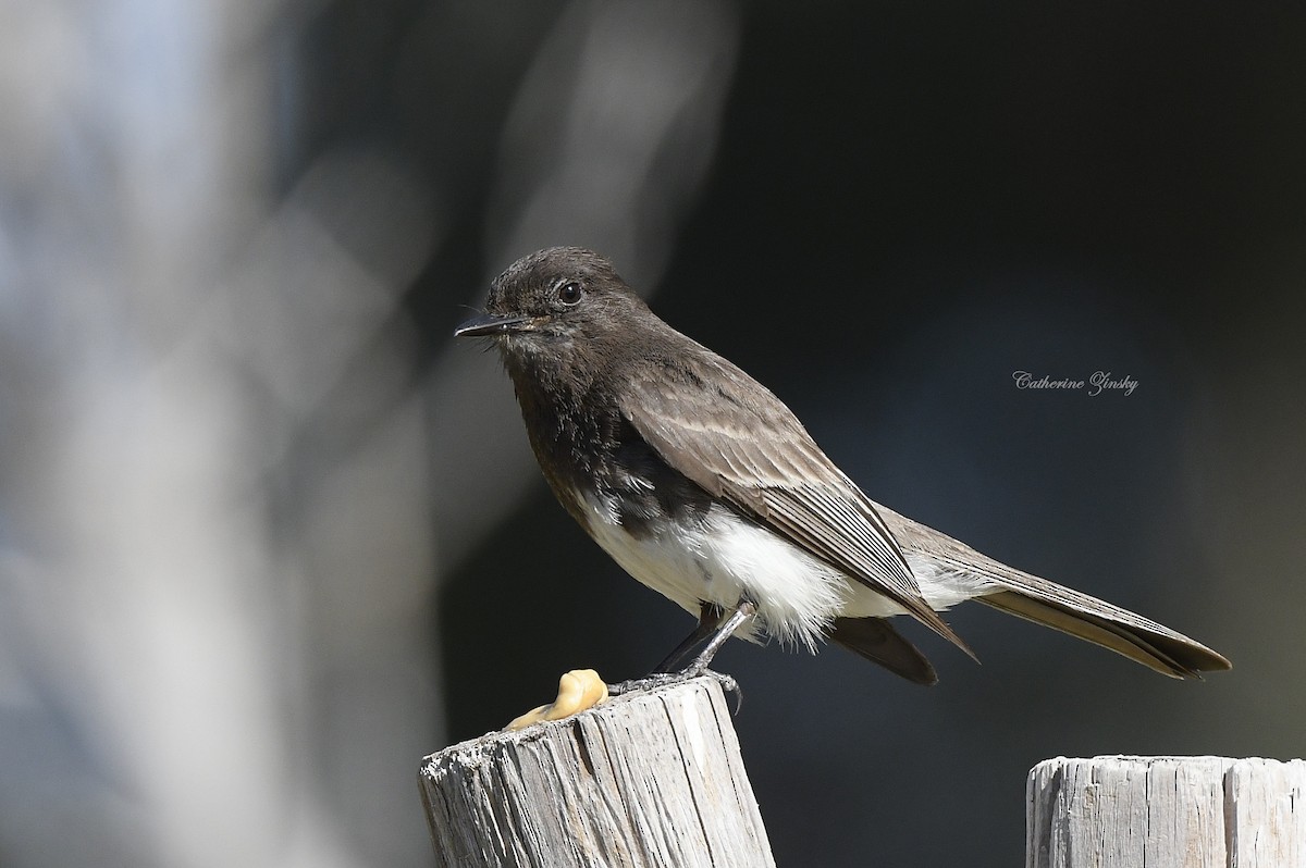 Black Phoebe - Catherine Zinsky