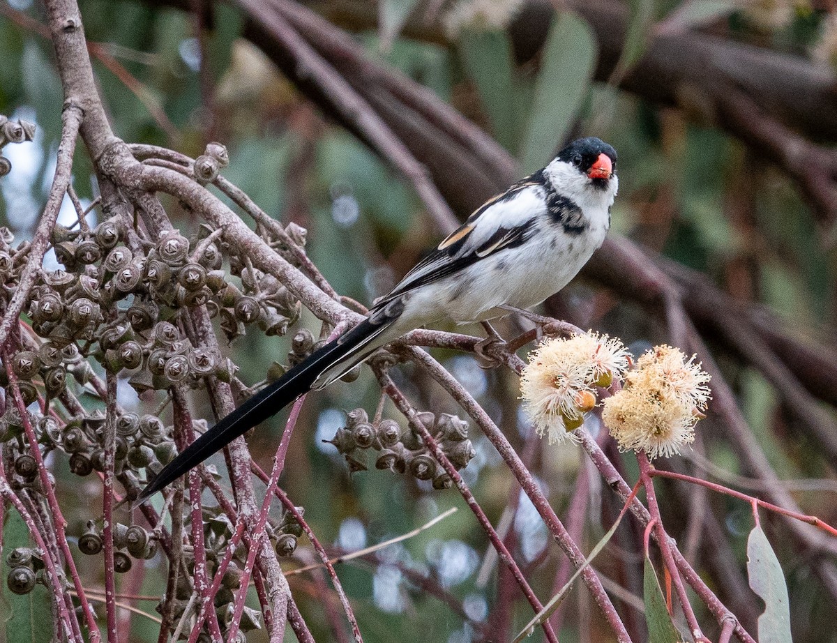 Pin-tailed Whydah - Patty Drew