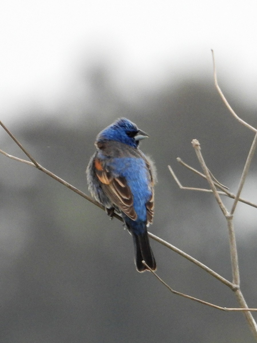 Blue Grosbeak - Doug Lithgow