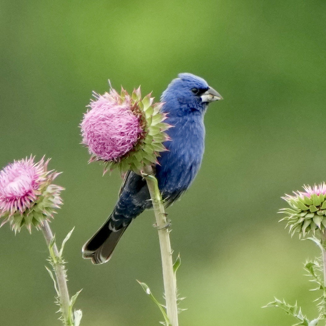 Blue Grosbeak - Charlene Fan