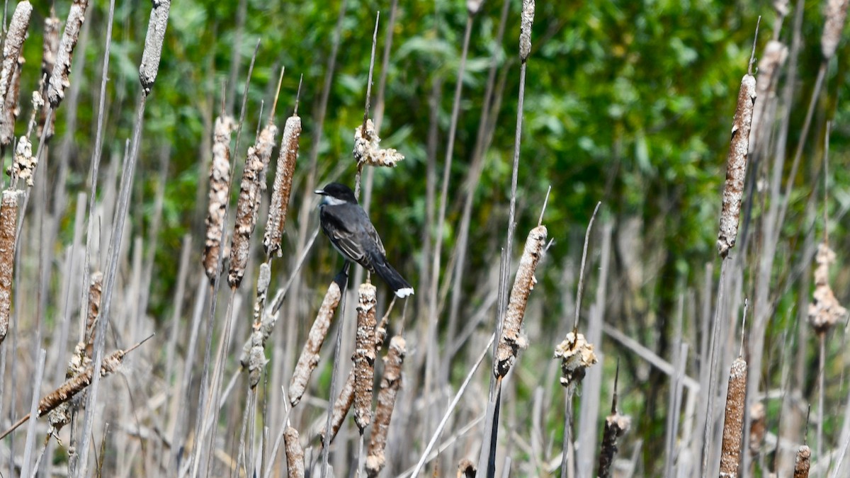 Eastern Kingbird - Bob Baker