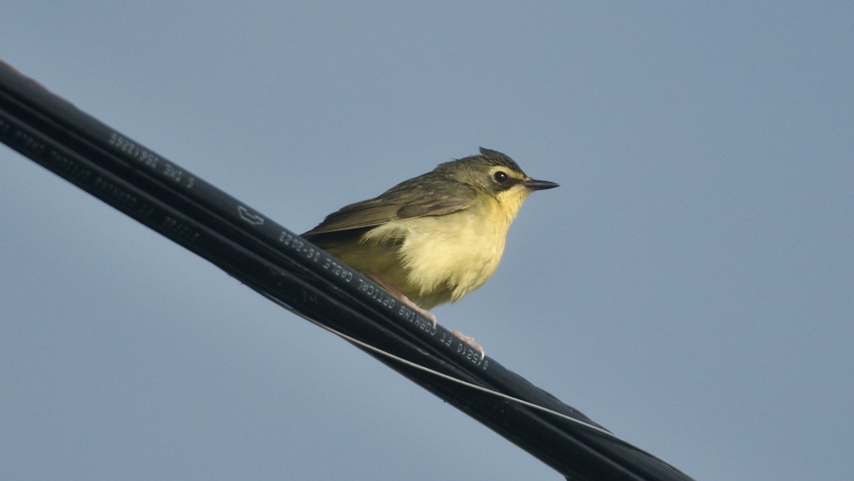 Kentucky Warbler - ML619537555