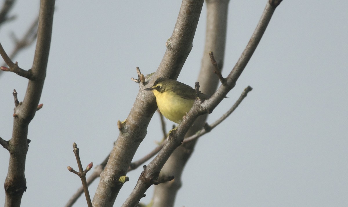 Kentucky Warbler - ML619537556