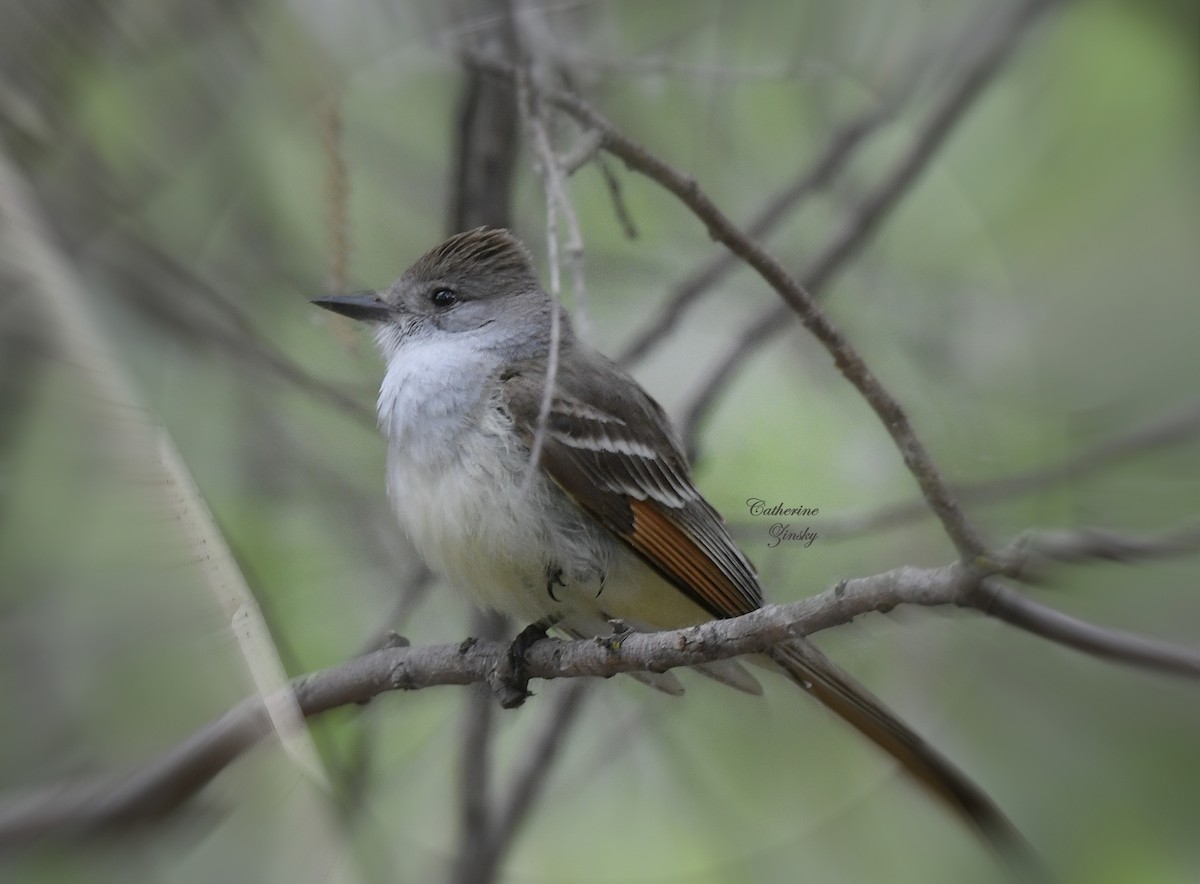 Ash-throated Flycatcher - Catherine Zinsky