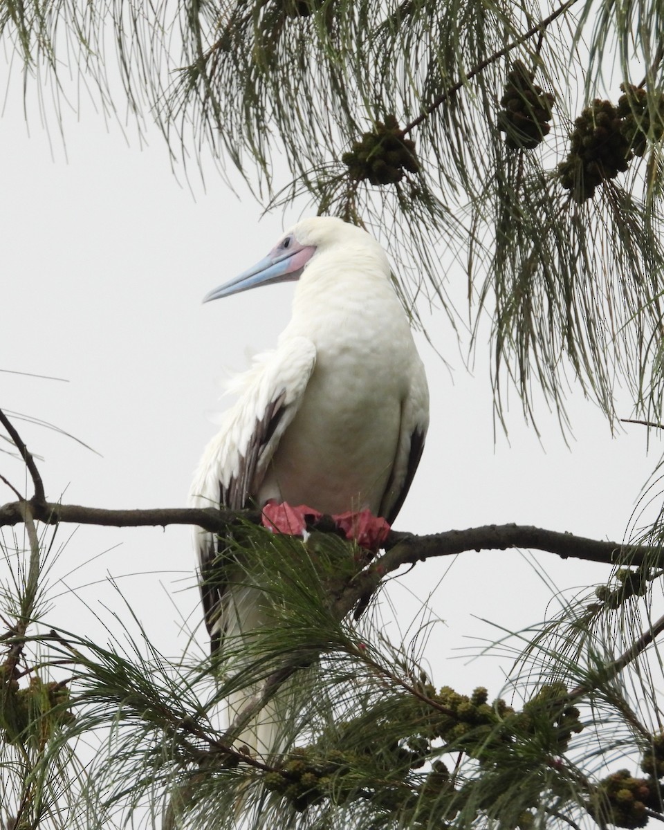 Red-footed Booby - Nick Komar