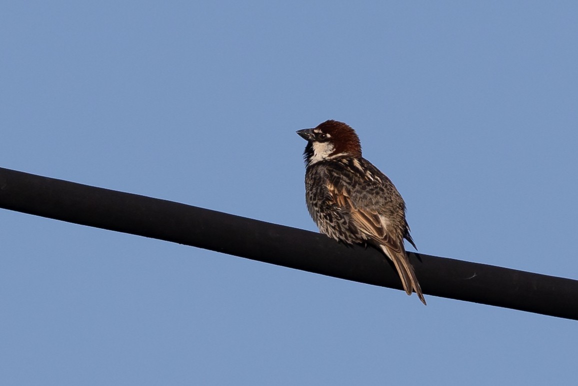 Spanish Sparrow - Nikos Mavris