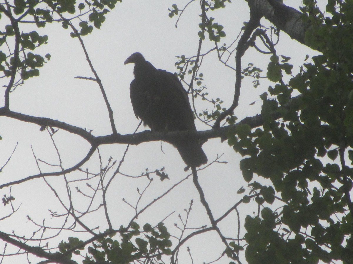 Turkey Vulture - meg test