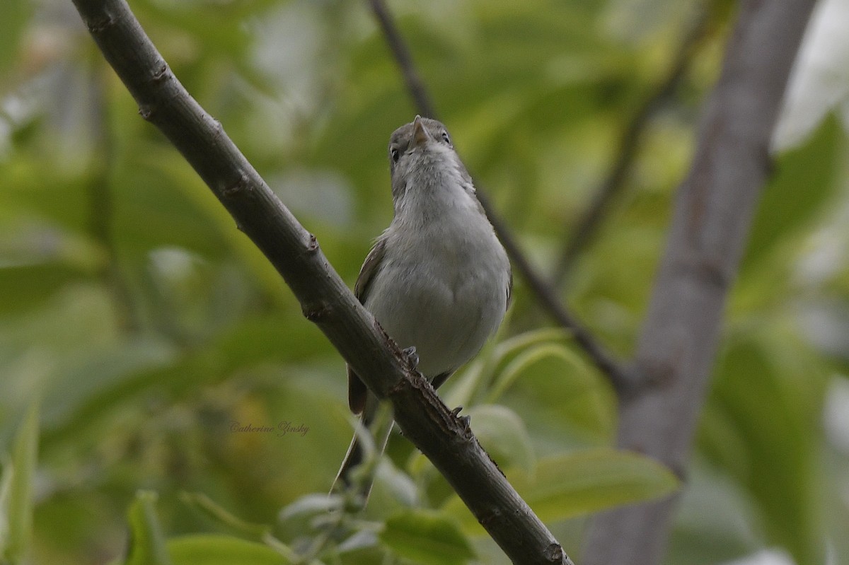 Bell's Vireo - Catherine Zinsky